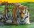 Tigers of Asia