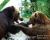 Brown Bear or Black Bear? (Power 100)