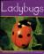 Ladybugs
