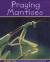 Praying Mantises