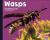 Wasps