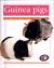 Guinea Pigs
