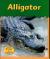 Alligator
