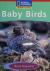 Windows on Literacy Emergent (Science: Life Science): Baby Birds