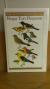 Eastern birds