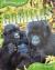Books Are Fun 8 Title Animal Lives Set Gorilla