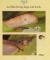 Wonder World, Slugs and Snails