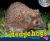 Hedgehogs