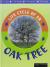 Oak Tree