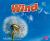 Wind