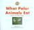 What Polar Animals Eat