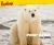 Polar Bears