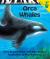 Orca Whales