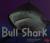 Bull Shark