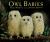 Owl Babies