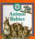 Animal Babies