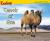 Camels of Asia