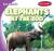 Elephants at the Zoo