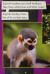 Squirrel Monkeys