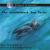 Animals in Danger the Leatherback Sea Turtle