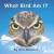 What Bird Am I