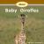 About Baby Giraffes