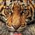 Animals: Witness Life in the Wild Featuring 100s of Species