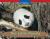 Windows on Literacy Emergent (Science: Life Science): The Little Panda