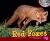 Red Foxes