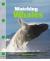 Watching Whales