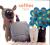 Softies Simple Instructions for 25 Plush Pals