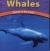 Whales Giants of the Deep