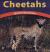 Cheetahs Spotted Speedsters