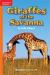 Giraffes of The Savanna