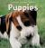 Puppies