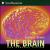 The Brain Our Nervous System