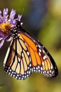 Monarch Butterfly The Monarch Butterfly Or Simply Monarch Is a Milkweed Butterfly in the Family Nymphalidae.