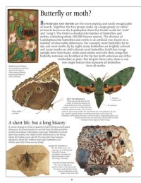 Butterfly & Moth