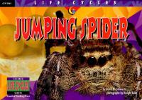 Jumping Spider