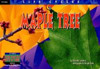 Maple Tree