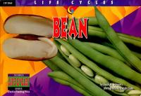 Bean