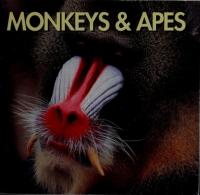 Monkeys & Apes