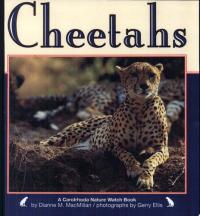 Cheetahs