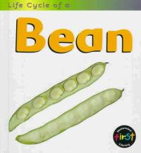 Life Cycle of a Bean