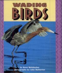 Wading Birds