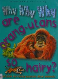 Why why why are Orang-utans So Hairy?