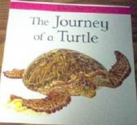 The Journey Of A Turtle