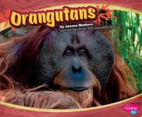 Orangutans