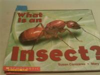 What is an Insect?