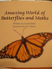 Amazing World of Butterflies and Moths